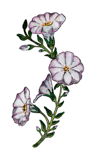 Bindweed