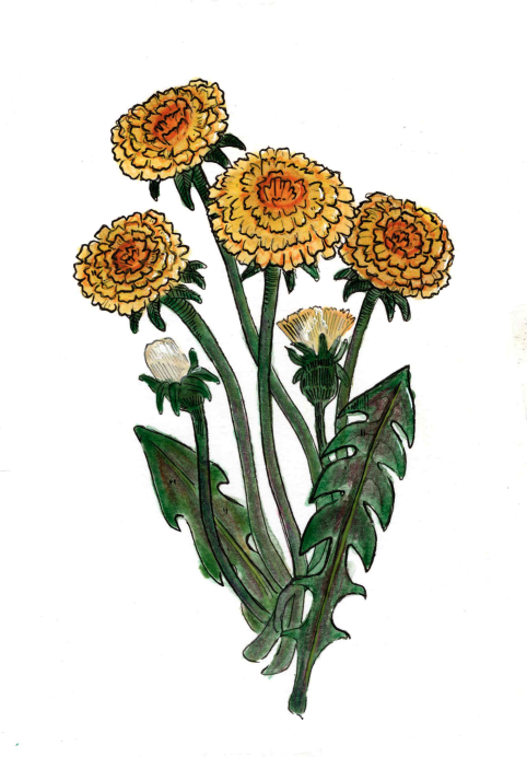 Dandelion