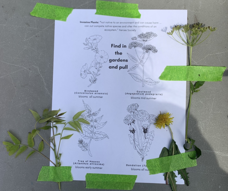plant coloring page